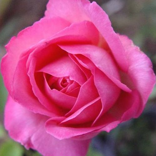Rózsaszín - Rózsa - Flamingo - Online rózsa vásárlás